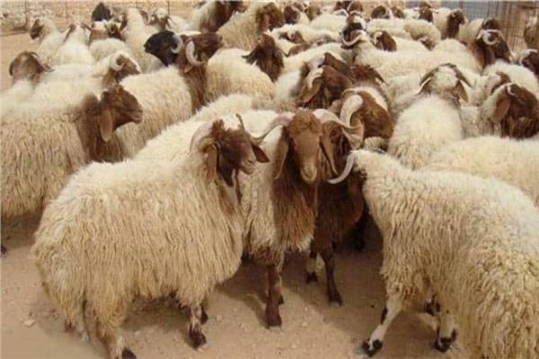 صورة تعبيرية