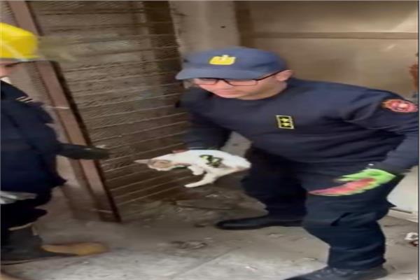  الأجهزة الأمنية بالفيوم، قد تمكنت من إنقاذ قطة 