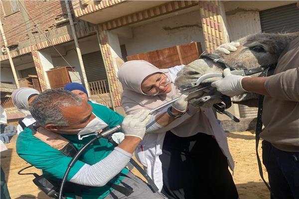 جانب من فعاليات القافلة البيطرية
