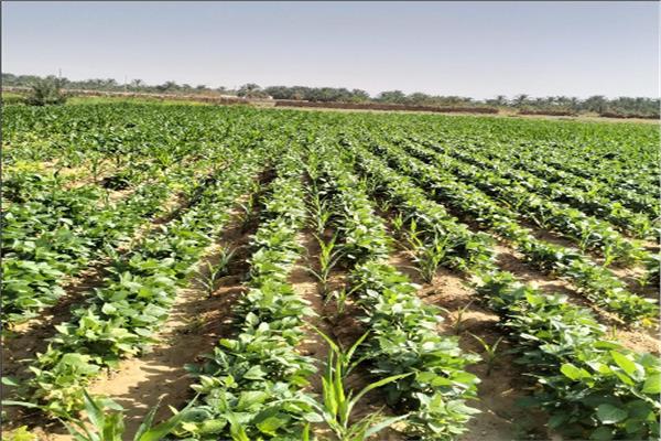  تنفيذ تجربة زراعة محصول فول الصويا بمحافظة الوادي الجديد