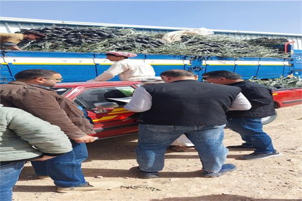توزيع 33 ألف شتلة زيتون بالمجان بمطروح 