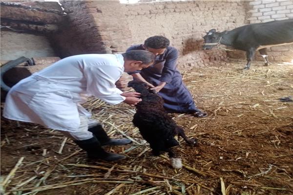 حملات التحصين ضد مرض الجلد العقدي وجدري الأغنام بجميع قرى ومراكز المحافظة.