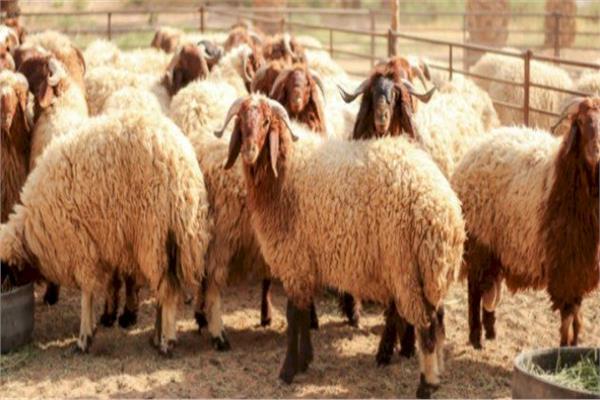 صورة توضيحية