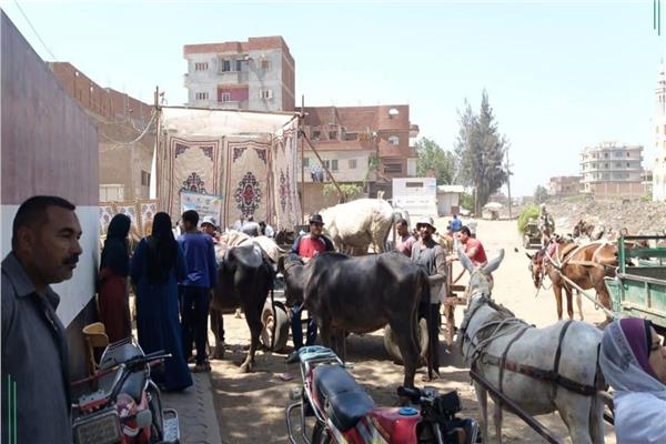 جانب من تقديم الخدمات البيطرية 