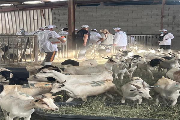 جانب من اعمال البعثة البيطرية 
