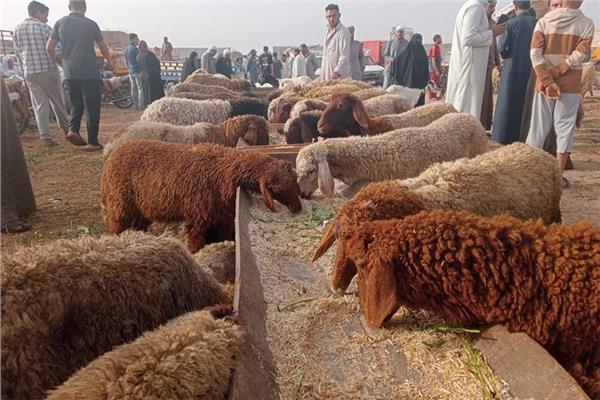 صورة توضيحية