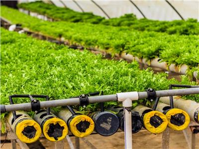الزراعة التعاقدية.."درع" الفلاح ضد تقلبات الأسعار