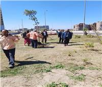 دمنهور: خطة مكثفة لتشجير وتجميل الطريق الدولي.