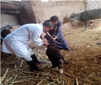 "طب بيطري" قنا: تحصين 25 ألف رأس ماشية ضد الجلد العقدي والجدري 