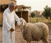 دليل المُضحي لأحكام الأضحية في الشريعة الإسلامية