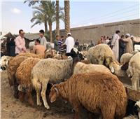 الأضحية شعيرة تخدم الفقراء وأبناء الوطن أولى