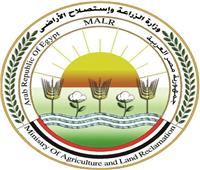 الزراعة توضح أسباب الارتفاع المؤقت لأسعار الطماطم..  وانفراجة قريبة