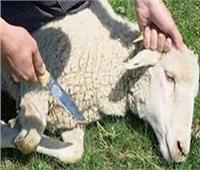 رئيس الجمعية الشرعية بالقليوبية لـ"اللواء الإسلامى": خطتنا للأضاحى ترتكز على الضوابط الشرعية 