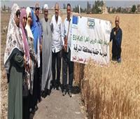 مديرية الزراعية تنفيذ فعاليات لدعم المزارعين وزيادة الإنتاج بالشرقية