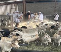 الزراعة تعلن بدء أعمال البعثة المصرية للإشراف على الهدي والأضاحي 